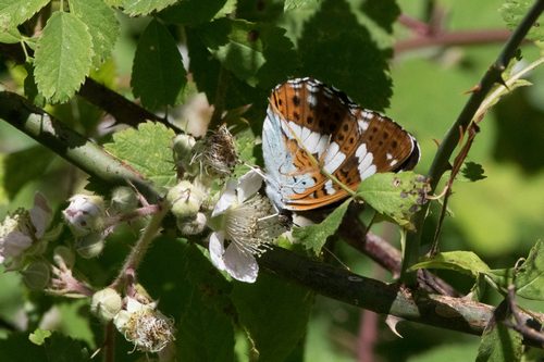 Thumbnail Image 1
