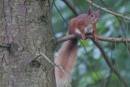 Thumbnail Image 1
